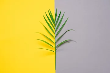 Farbe des Jahres Leuchtendes Gelb und Ultimate Grey. Grüne Pflanze auf zweifarbigem Hintergrund © Anna Puzatykh
