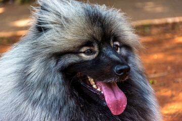 keeshond Dog