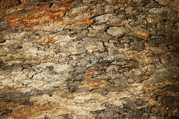 Wooden Bark Texture Background , close up