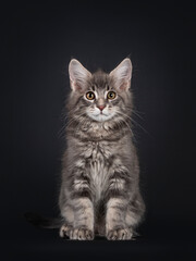 Fototapeta na wymiar Handsome blue tabby blotched Maine Coon cat kitten, sitting up facing front. Looking straight at camera. Isolated on black background.