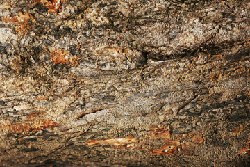 Wooden Bark Texture Background , close up