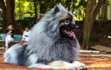 keeshond Dog