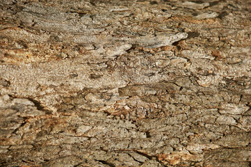 Wooden Bark Texture Background , close up