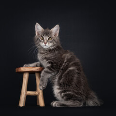 Handsome blue tabby blotched Maine Coon cat kitten, standing next to little wooden stool. Looking straight at camera. Isolated on black background.