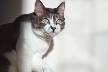 Fototapeta premium A beautiful well-groomed gray cat looks away with interest. A pet on a light background with space for the design of advertising products. Portrait of a calm noble cat.