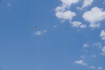 Flying birds in blue sky