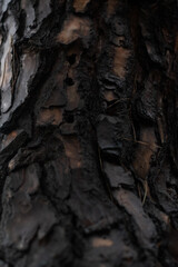 Rough weathered tree bark. Abstract wooden background.