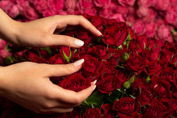 Fototapeta na wymiar Many beautiful rose flowers for special occasion 