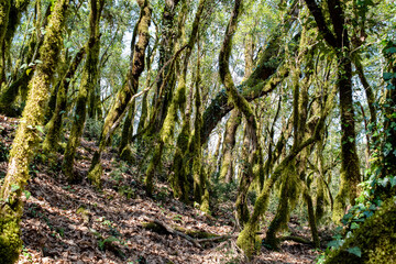 Tzoumerka, Epirus, Greece - March 10, 2019: Walking into the forest