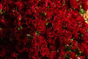 Many beautiful fresh roses close up