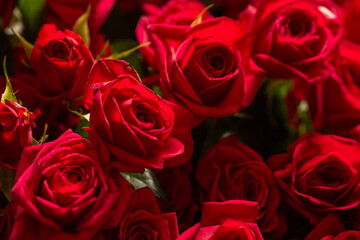 Many beautiful fresh roses close up