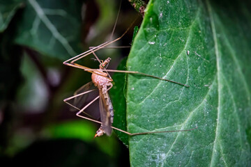 Fototapeta premium Schnake ( Tipulidae ).