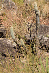 Cactus in natural habitat seen in the Serra do Cipo Nationalpark in Minas Gerais, Brazil