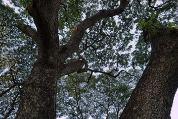  Morning at the park The morning sun has many trees  