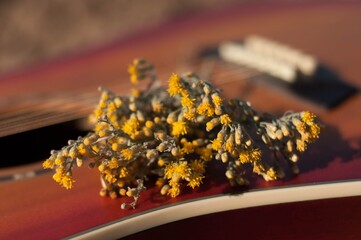 wildflowers on a guitar background