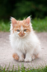 Naklejka na ściany i meble A little orange and white kitten stands on a path in the garden and looks at the camera