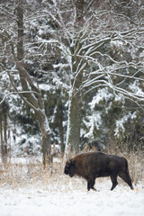 European bison -  Bison bonasus in the winter Knyszyn Forest