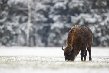 European bison -  Bison bonasus in the winter Knyszyn Forest © szczepank