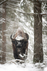 European bison -  Bison bonasus in the winter Knyszyn Forest © szczepank