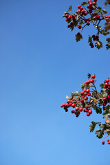 There is a lot of space for your text on side. Delicious and healthy medicinal wild berries. Red berries of ripe hawthorn grow on branch against bright blue clear sky.