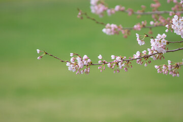 桜の花の咲き始め