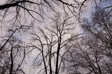 Winter landscape, trees covered with snow on the background of the sky.