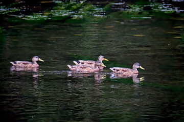 Stockenten ( Anas platyrhynchos ).