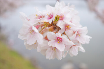 公園の桜の花のアップ
