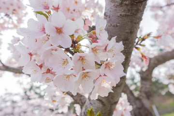 夕方の逆光の満開の桜