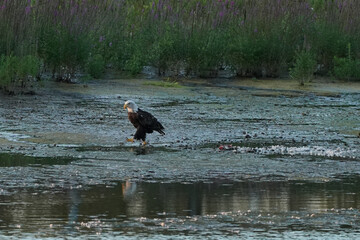 Bald Eagle eating prey at sunset. Haliaeetus leucocephalus eating duck on shoreline