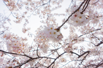 夕方の逆光の満開の桜