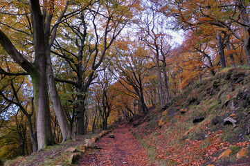 Obraz premium sunlit footpath next to moss covered stones in autumn woodland with orange and golden leaves against dark trees in the colden valley near hebden bridge