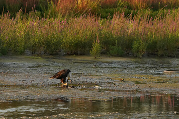 Bald Eagle eating prey at sunset. Haliaeetus leucocephalus eating duck on shoreline