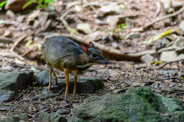 Lesser mouse-deer (Tragulus kanchil) walking in real nature at Kengkracharn National Park,Thailand