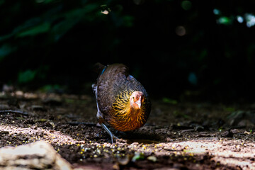 Bird, Red Junglefowl ( Gallus gallus ), Birds on ground