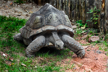 Galapagos tortoise. Latin name - Geochelone nigra	 - obrazy, fototapety, plakaty