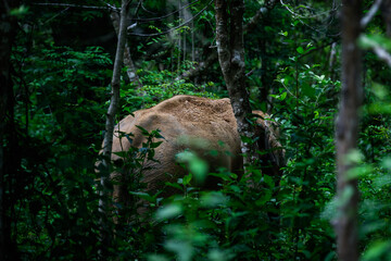 Naklejka na ściany i meble Wild elephant in the beautiful forest