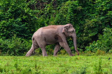 Fototapeta na wymiar Wild elephant in the beautiful forest