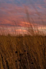 Foto op Plexiglas Sunset over prairie grasses. Beautiful sky casts colors across the tall weeds in grain field © Jordan