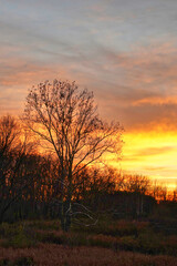 Fiery sunset with shadows over backlit trees. Darkened silhouettes of forested area with vibrant sunset or sunrise. Colorful and emotional environmental portrait