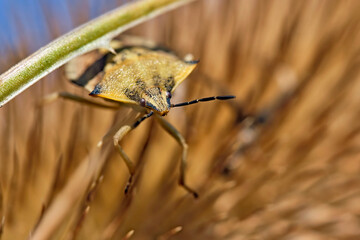 Nördliche Fruchtwanze ( Carpocoris fuscispinus ).