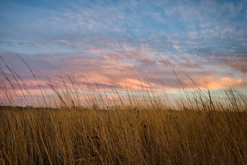 Sunset over prairie grasses. Beautiful sky casts colors across the tall weeds in grain field - obrazy, fototapety, plakaty