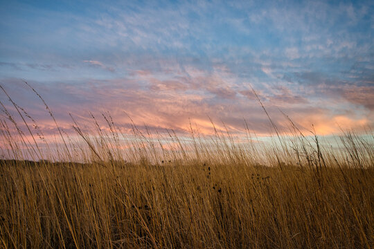 Sunset over prairie grasses. Beautiful sky casts colors across the tall weeds in grain field