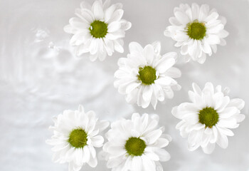 White flowers floating on water. Creative nature concept. Natural trendy decorative background for spring.