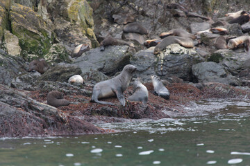 South Georgia sea lion colony on a cloudy winter day 