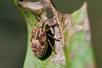 Nymphe der Nördlichen Fruchtwanze ( Carpocoris fuscispinus ).