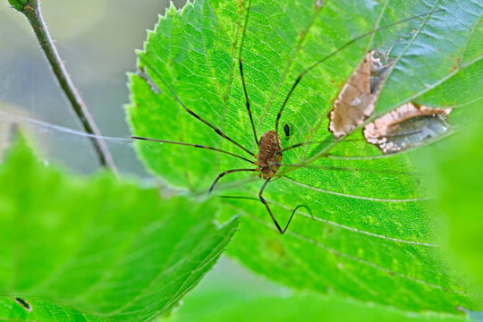 Apenninenkanker ( Opilio canestrinii ).