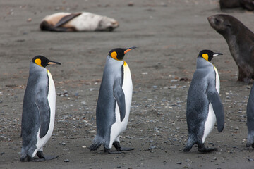 Fototapeta premium South Georgia group of king penguins close up on a sunny winter day