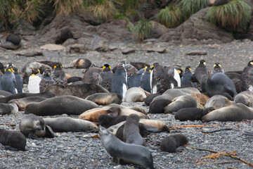 South Georgia colony of king penguins on a cloudy winter day