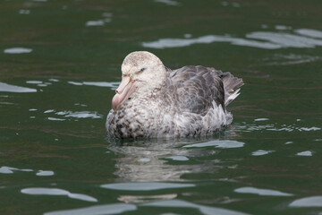 South Georgia gray albatross close up on a cloudy winter day 